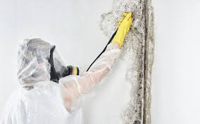 Best Real Estate Mold Inspection  in Benjamin, UT